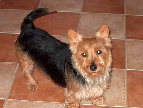 Australsk terrier Olfert (DØD) - Her står han lige så flot han er! billede 1