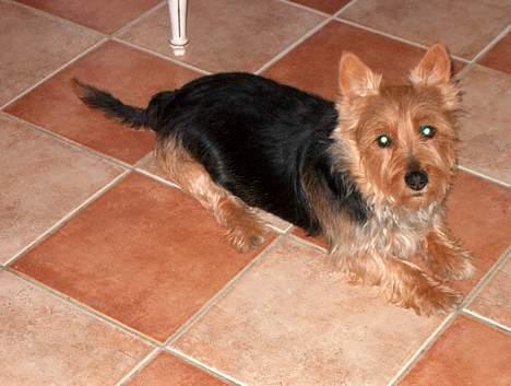 Australsk terrier Olfert (DØD) - Her ligger han! :o) billede 2