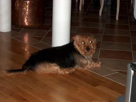 Australsk terrier Olfert (DØD) billede 3