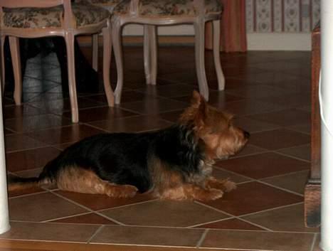 Australsk terrier Olfert (DØD) billede 4