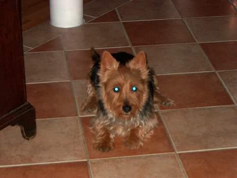 Australsk terrier Olfert (DØD) billede 5