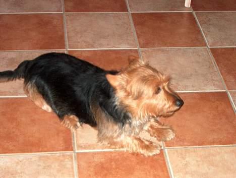 Australsk terrier Olfert (DØD) billede 6