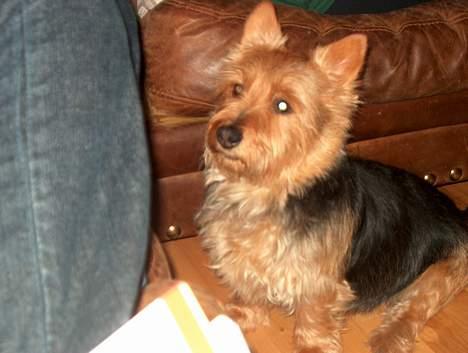 Australsk terrier Olfert (DØD) - Hej med dig! billede 7