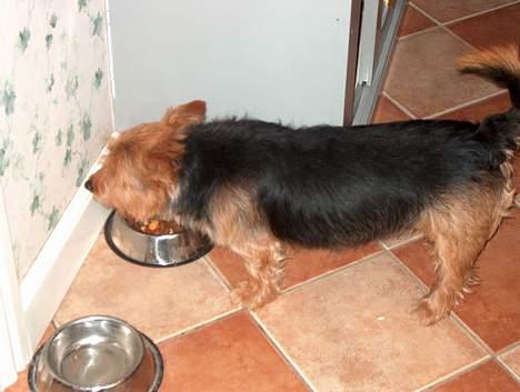 Australsk terrier Olfert (DØD) - Mums! Jeg elsker mad! billede 8