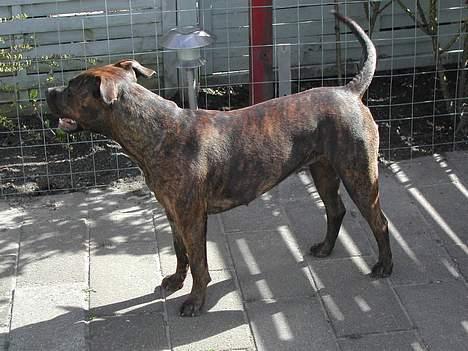 Amerikansk staffordshire terrier Zulu aka. Pølse (himmelhund) billede 10