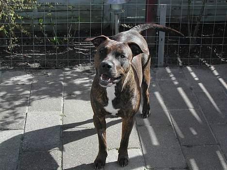 Amerikansk staffordshire terrier Zulu aka. Pølse (himmelhund) billede 11