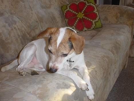 Blanding af racer Fido - Har lige fået øje på noget billede 8