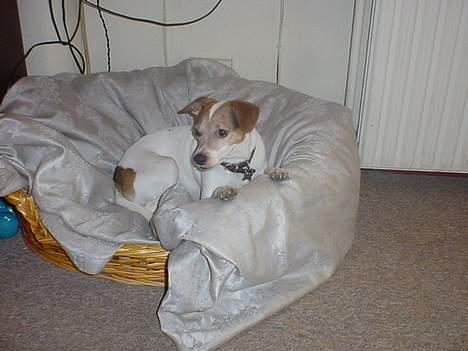 Blanding af racer Fido - se hvor sødt jeg liger det siger min mor billede 9