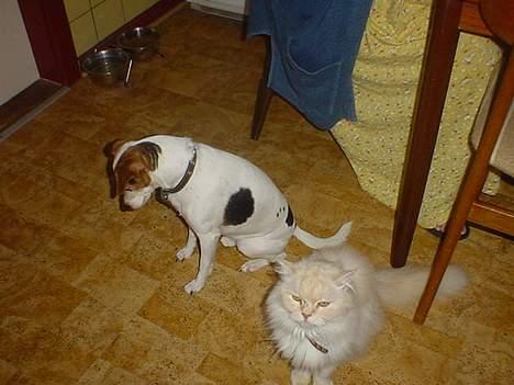 Blanding af racer Fido - se mig og vores kat zimmer... billede 10