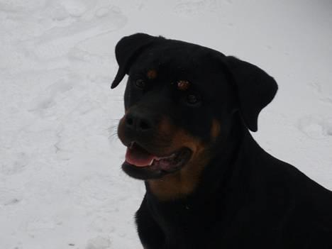 Rottweiler Tosca *Cue Beauty* billede 17