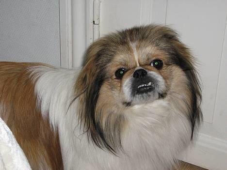 Pekingeser Danger - Savner dig!! 2004 - 2010 billede 6