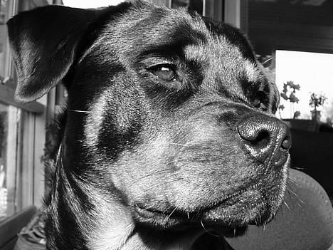 Rottweiler Tosca *Cue Beauty* billede 18