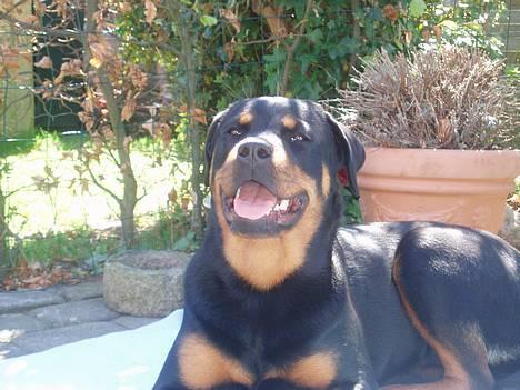 Rottweiler Tosca *Cue Beauty* billede 19
