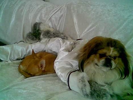 Pekingeser Danger - Savner dig!! 2004 - 2010 - Ligger og putte med Challenge-pusser billede 7