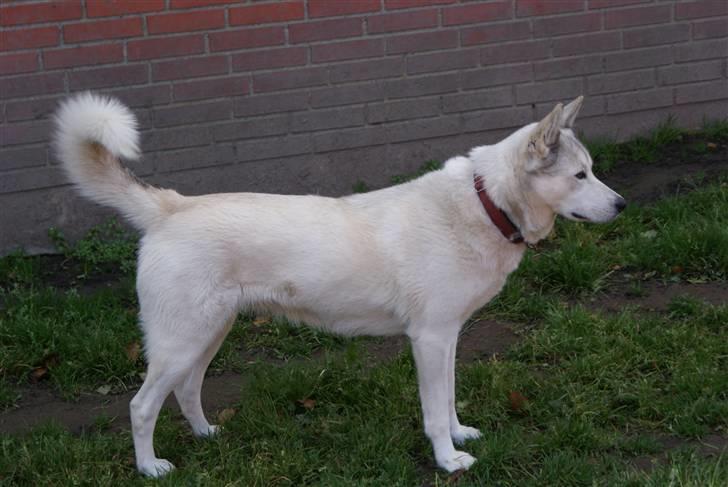 Siberian husky Lajka *udlånt* billede 1