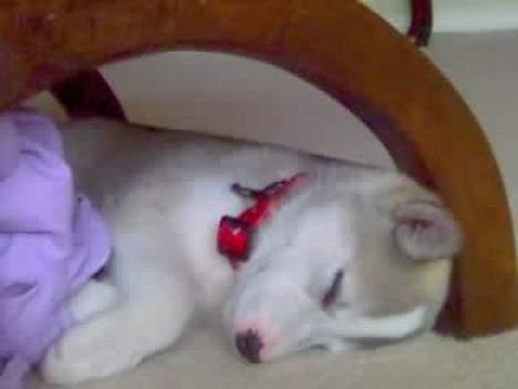 Siberian husky Lajka *udlånt* billede 2