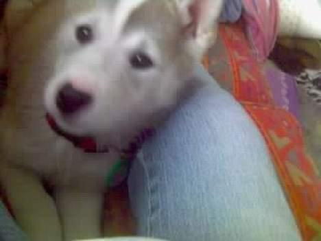 Siberian husky Lajka *udlånt* billede 3