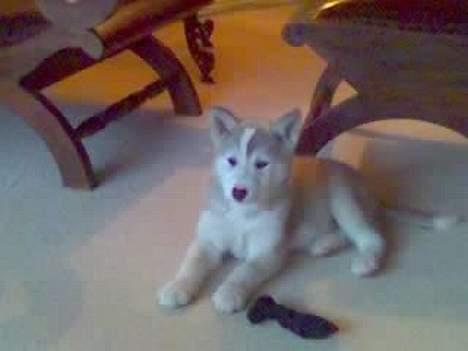 Siberian husky Lajka *udlånt* billede 4