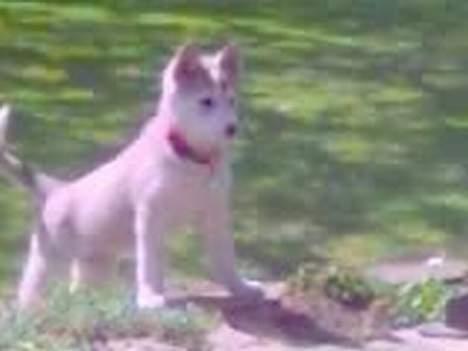 Siberian husky Lajka *udlånt* billede 5