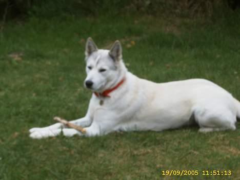 Siberian husky Lajka *udlånt* billede 6