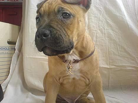 Amerikansk staffordshire terrier odin R.I.P 08/10/08 - Sidder jeg ik pænt...... billede 6