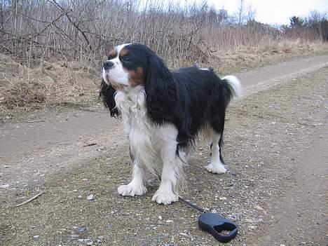 Cavalier king charles spaniel Agersbøl´s Figo (død juni 2011) billede 12