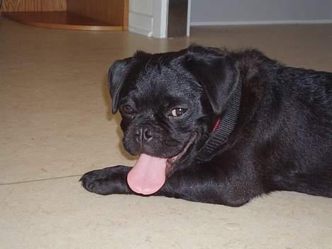 Blanding af racer _-*BATMAN*-_ (Mops) billede 11