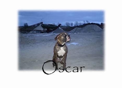 Blanding af racer Oscar  R.I.P. - Oscar billede 1