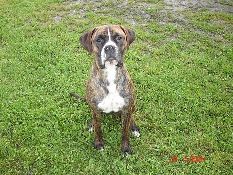 Blanding af racer Oscar  R.I.P. - Er jeg ikke flot...:o) billede 2