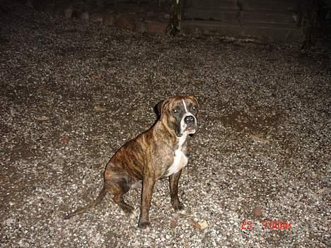 Blanding af racer Oscar  R.I.P. billede 3