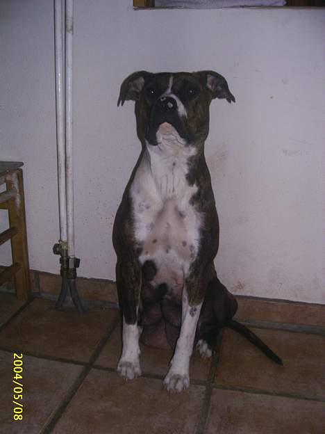 Blanding af racer Oscar  R.I.P. - Mor - Amerikansk Bulldog billede 5