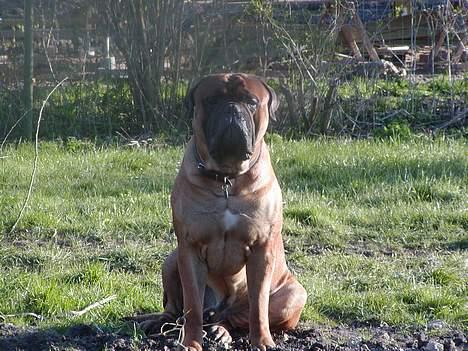 Blanding af racer Oscar  R.I.P. - Far - Bullmastiff billede 6