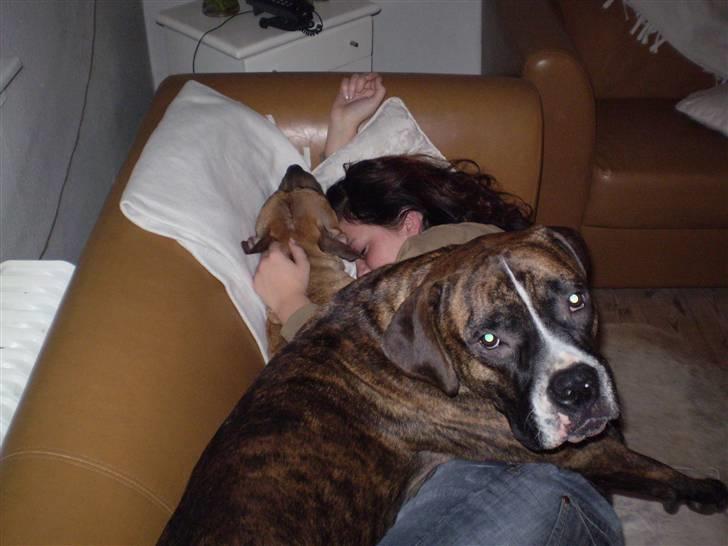 Blanding af racer Oscar  R.I.P. - Hi hi, putter med mor og Freja....:o) billede 7