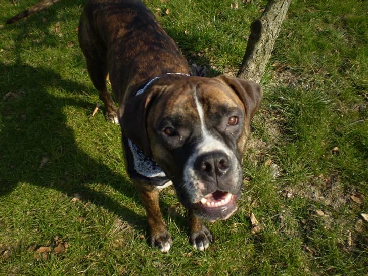 Blanding af racer Oscar  R.I.P. - Vuuufff.. billede 8