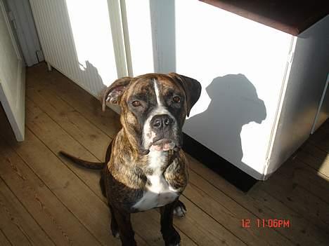 Blanding af racer Oscar  R.I.P. - Er jeg ikke sød...:o) billede 9