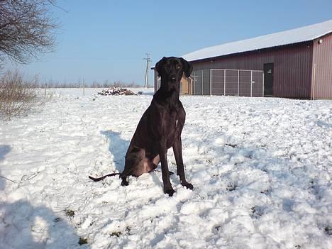 Grand danois ANTON billede 18