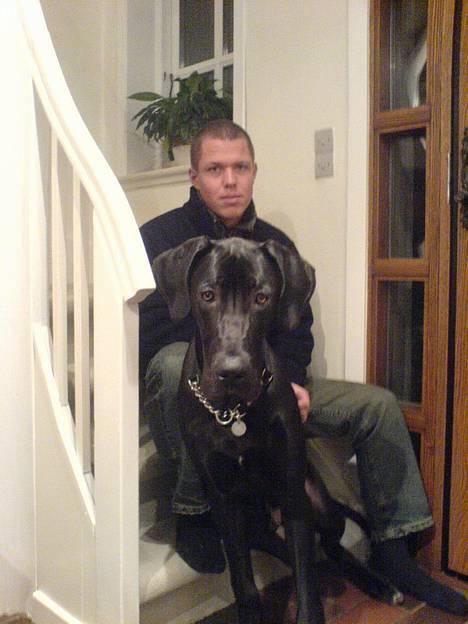 Grand danois ANTON - Anton og far. billede 19