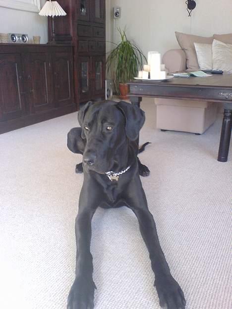 Grand danois ANTON - Gad vide om de bliver længere. billede 20