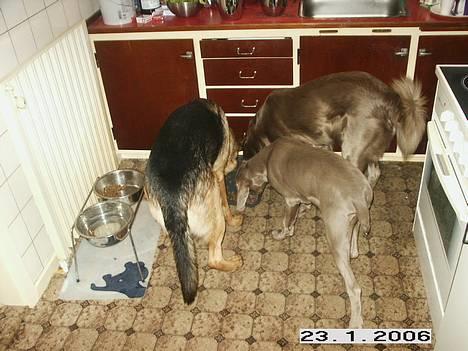 Langhåret Weimaraner Agge - 3 om et fad mad ! Og alle drenge ! billede 20