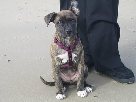 Amerikansk staffordshire terrier Tara - sidder fint på stranden i blokhus billede 1