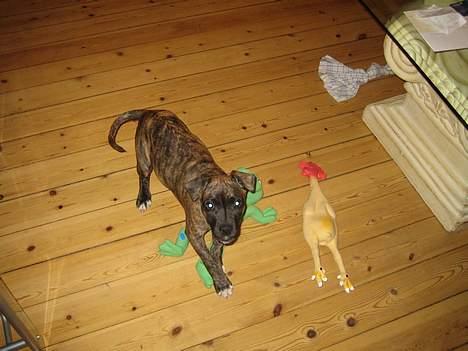 Amerikansk staffordshire terrier Tara - Leger med kylle og kaj billede 2