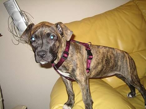 Amerikansk staffordshire terrier Tara - Dejlig sofa billede 3