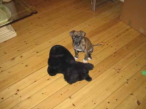 Amerikansk staffordshire terrier Tara - Mig og Hans billede 4