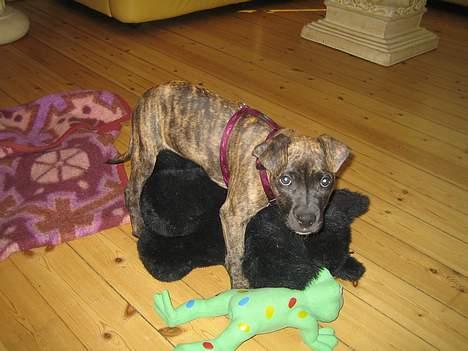 Amerikansk staffordshire terrier Tara - Tror ik hun ved hun er en tæve ;p billede 5