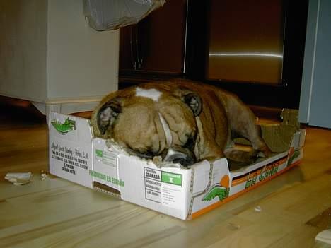 Engelsk bulldog Otto - der er ikk noget bedre end at ligge i en papkasse der er alt for lille... billede 5