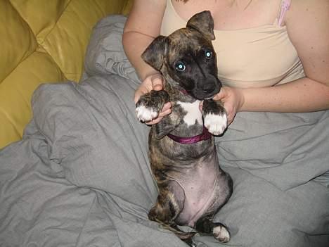 Amerikansk staffordshire terrier Tara - Se hvor fin Jeg er billede 6