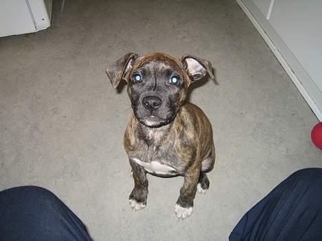 Amerikansk staffordshire terrier Tara - Hej billede 7