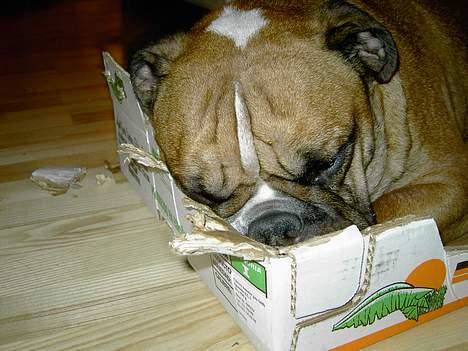 Engelsk bulldog Otto - moar kan bare ikk lade være med at tage billeder når jeg sover... billede 6