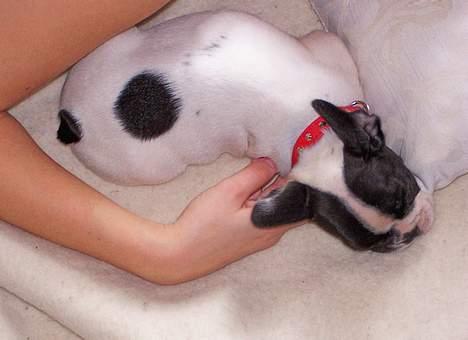 Fransk bulldog Freja - zzzzz billede 16