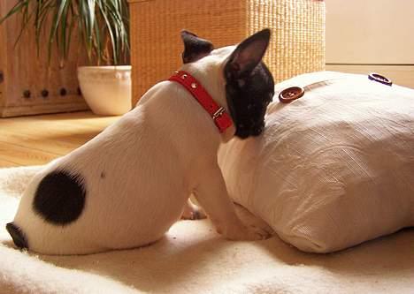 Fransk bulldog Freja - Uh pudden dufter godt og den ser blød ud...overvejer om jeg lige skal tage mig en lille lur. billede 17